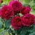 Саженцы роз КЕЙТ английская в Москве