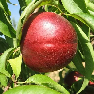 Нектарин ФАНТАЗИЯ  Нектарин ФАНТАЗИЯ в Москве