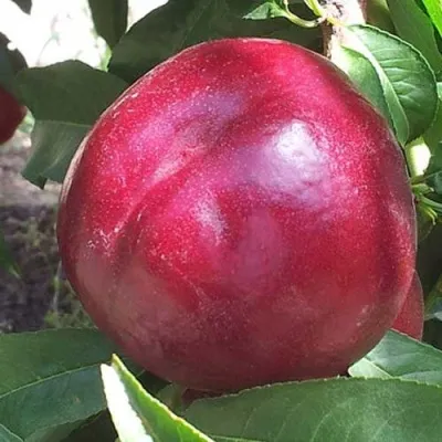 Нектарин ЭКСТРИМ БЬЮТИ — описание сорта Нектарин ЭКСТРИМ БЬЮТИ в Москве