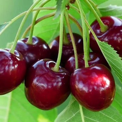 Дюк ЖИВИЦА (ЧЕРЕВИШНЯ)  Дюк ЖИВИЦА (ЧЕРЕВИШНЯ) в Москве