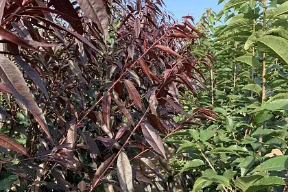 Наши саженцы, посадка и уход