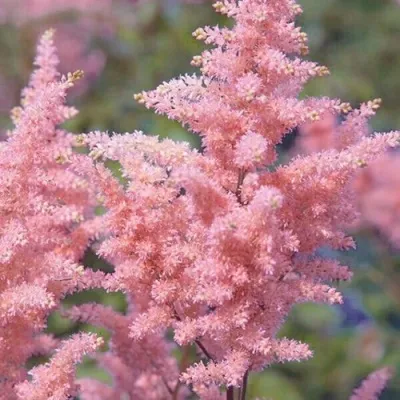 Астильба ГЛИТТЕР ЭНД ГЛАМУР китайская — описание сорта Астильба ГЛИТТЕР ЭНД ГЛАМУР китайская в Москве