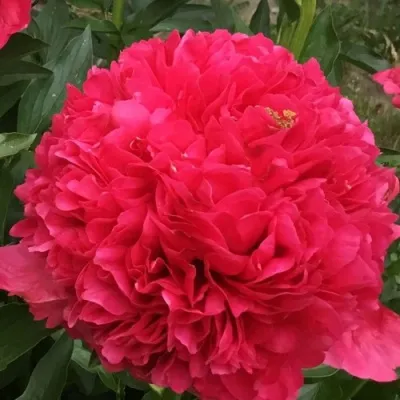 Пион КОММАНД ПЕРФОРМАНС травянистый — описание сорта Пион КОММАНД ПЕРФОРМАНС травянистый в Москве