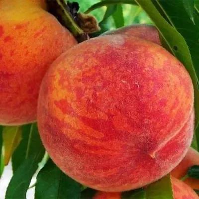 Персик ЗОЛОТОЙ ЮБИЛЕЙ в Москве