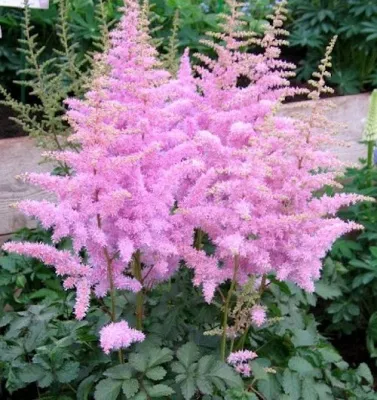 Астильба ГИАЦИНТ Арендса в Москве