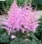 Астильба ГИАЦИНТ Арендса в Москве