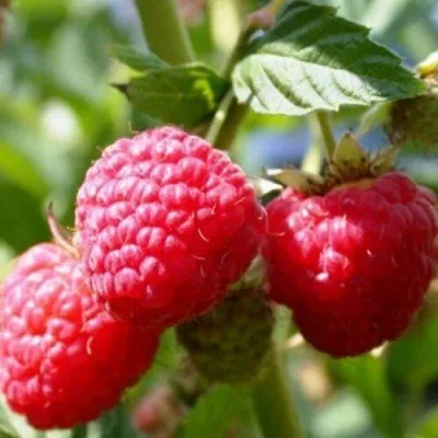 Малина БРУСИЛОВСКАЯ — описание сорта Малина БРУСИЛОВСКАЯ в Москве