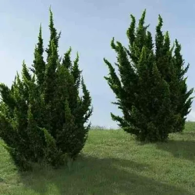 Можжевельник КАЙЗУКА китайский — описание сорта Можжевельник КАЙЗУКА китайский в Москве