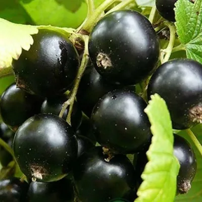 Смородина черная ЭБОНИ — описание сорта Смородина черная ЭБОНИ в Москве