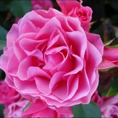 Саженцы роз АЙ ЭМ ГРЕЙТФУЛ флорибунда в Москве