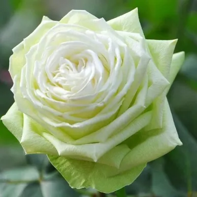 Саженцы роз ВАКАНА японская — описание сорта Саженцы роз ВАКАНА японская в Москве