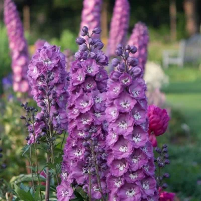 Дельфиниум ДЕЛЬФИС ПИНК ПАУЭ высокий — описание сорта Дельфиниум ДЕЛЬФИС ПИНК ПАУЭ высокий в Москве