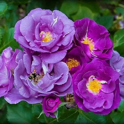 Саженцы роз РАПСОДИЯ ИН БЛЮ шраб  Саженцы роз РАПСОДИЯ ИН БЛЮ шраб в Москве