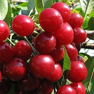 Вишня ГЛУБОКСКАЯ  Вишня ГЛУБОКСКАЯ в Москве