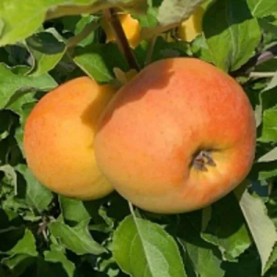 Яблоня АНТОНОВКА ЗОЛОТАЯ — описание сорта Яблоня АНТОНОВКА ЗОЛОТАЯ в Москве