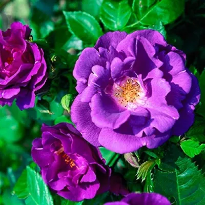 Саженцы роз РАПСОДИЯ ИН БЛЮ шраб в Москве