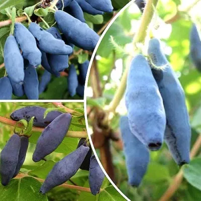 Комплект СЛАДКИЕ ХИТЫ — описание сорта Комплект СЛАДКИЕ ХИТЫ в Москве