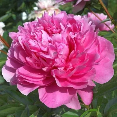 Пион ЭММА КЛЕМ травянистый — описание сорта Пион ЭММА КЛЕМ травянистый в Москве