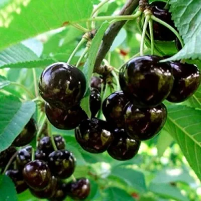 Черешня МУСКАТНАЯ — описание сорта Черешня МУСКАТНАЯ в Москве