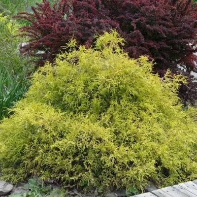 Кипарисовик ГОЛДЕН МОП горохоплодный — описание сорта Кипарисовик ГОЛДЕН МОП горохоплодный в Москве