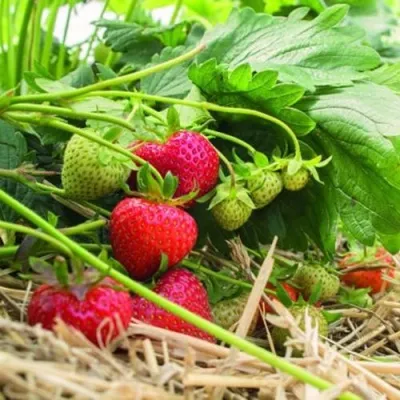 Клубника ЭЛЬСАНТА — описание сорта Клубника ЭЛЬСАНТА в Москве