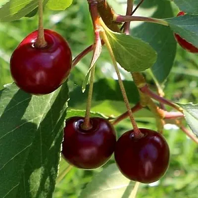 Дюк НАДЕЖДА  Дюк НАДЕЖДА в Москве