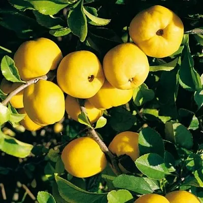 Айва ЦЕЗАРЬ в Москве