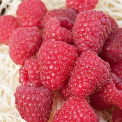 Малина МАРАСТАР — описание сорта Малина МАРАСТАР в Москве