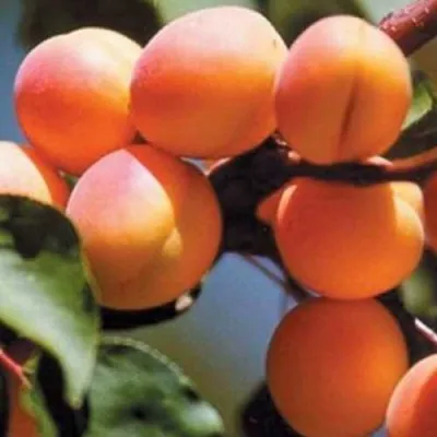 Абрикос УЛЬЯНИХИНСКИЙ — описание сорта Абрикос УЛЬЯНИХИНСКИЙ в Москве