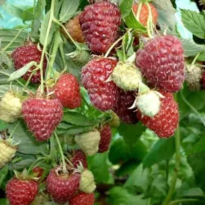 Малина ЖАР-ПТИЦА — описание сорта Малина ЖАР-ПТИЦА в Москве