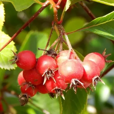 Боярышник ШАМИЛЬ — описание сорта Боярышник ШАМИЛЬ в Москве