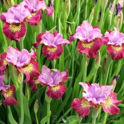 Ирис МИСС ЭППЛ сибирский — описание сорта Ирис МИСС ЭППЛ сибирский в Москве