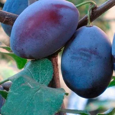 Слива СМОЛИНКА  Слива СМОЛИНКА в Москве