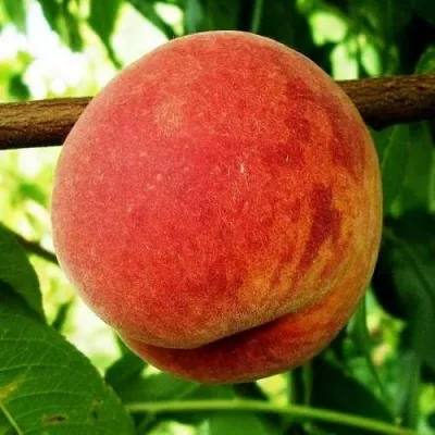 Персик ВАРДЕНИ — описание сорта Персик ВАРДЕНИ в Москве