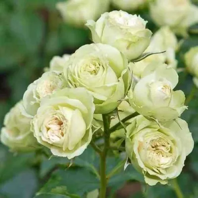 Саженцы роз ГРИН ДАЙМОНД миниатюрная — описание сорта Саженцы роз ГРИН ДАЙМОНД миниатюрная в Москве