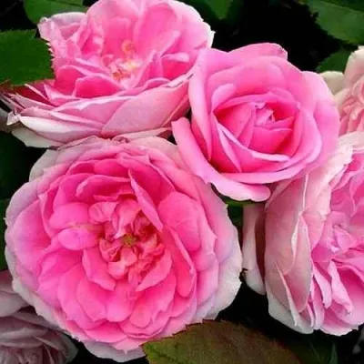 Саженцы роз ПРЕЙРИ ДЖОЙ шраб — описание сорта Саженцы роз ПРЕЙРИ ДЖОЙ шраб в Москве