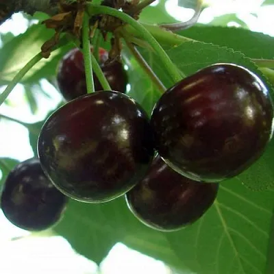 Дюк КСЕНИЯ (ЧЕРЕВИШНЯ)  Дюк КСЕНИЯ (ЧЕРЕВИШНЯ) в Москве