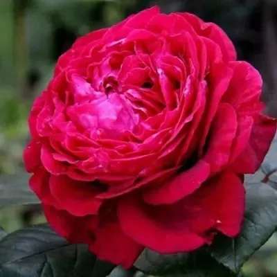 Саженцы роз 4 ВЕТРОВ флорибунда — описание сорта Саженцы роз 4 ВЕТРОВ флорибунда в Москве