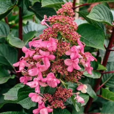 Гортензия ИНФИНИТИ метельчатая — описание сорта Гортензия ИНФИНИТИ метельчатая в Москве