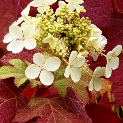 Гортензия БУРГУНДИ дуболистная — описание сорта Гортензия БУРГУНДИ дуболистная в Москве