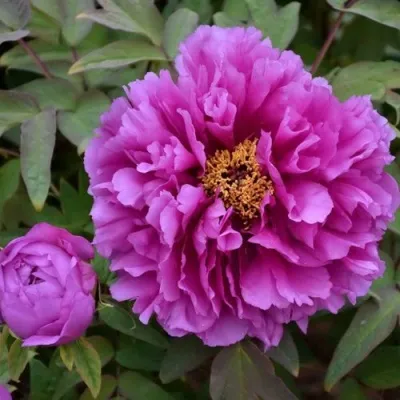 Пион ЛИЛОВАЯ ФАНТАЗИЯ древовидный — описание сорта Пион ЛИЛОВАЯ ФАНТАЗИЯ древовидный в Москве