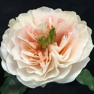 Саженцы роз ЧАРИТИ английская  Саженцы роз ЧАРИТИ английская в Москве