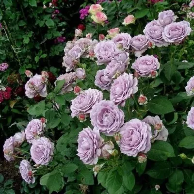 Саженцы роз НОВАЛИС флорибунда — описание сорта Саженцы роз НОВАЛИС флорибунда в Москве