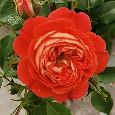 Саженцы роз СТАРЛЕТ РОУЗ КАРМЕН плетистая  Саженцы роз СТАРЛЕТ РОУЗ КАРМЕН плетистая в Москве