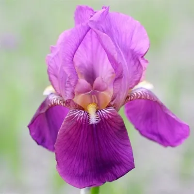 Ирис ИМПЕРАТОР бородатый — описание сорта Ирис ИМПЕРАТОР бородатый в Москве