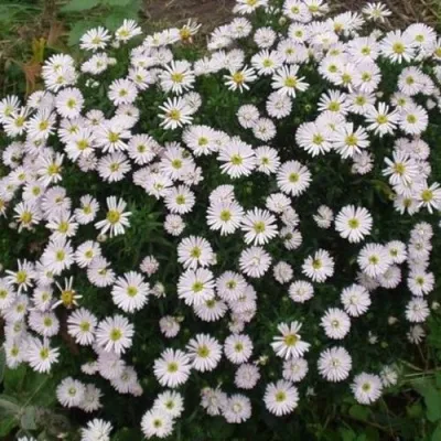 Астра ВАЙС многолетняя — описание сорта Астра ВАЙС многолетняя в Москве