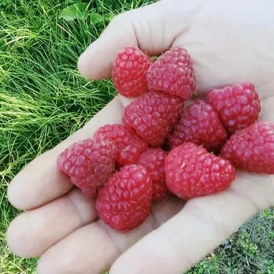 Малина ПОЛЬКА (ПОЛКА) — описание сорта Малина ПОЛЬКА (ПОЛКА) в Москве