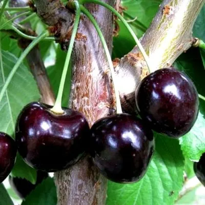 Вишня ШОКОЛАДНИЦА в Москве