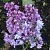 Сирень НАДЕЖДА в Москве