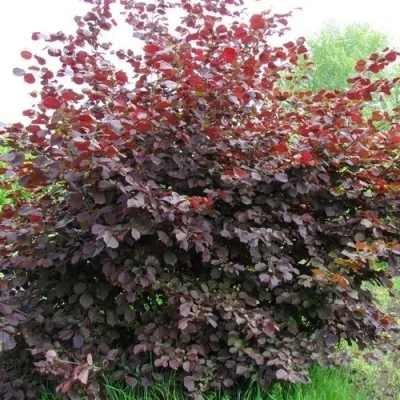 Фундук СИРЕНА — описание сорта Фундук СИРЕНА в Москве